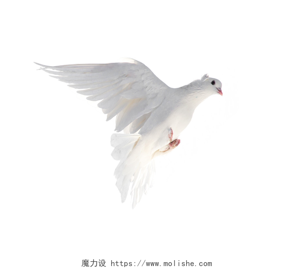 飞翔的一只白鸽动物